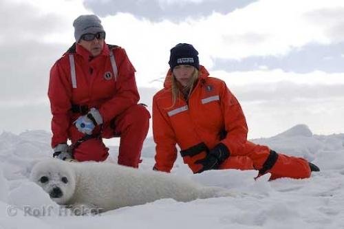 Photo: 
Animal Rescues Paul And Heather McCartney Baby Harp Seal