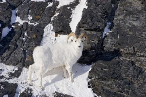 Photo: 
animal sheep