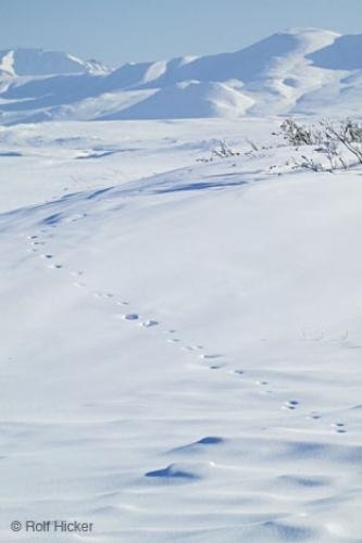 Photo: 
Animal Track
