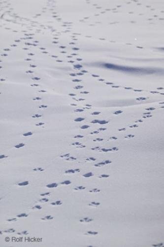Photo: 
animal tracks snow alaska arctic