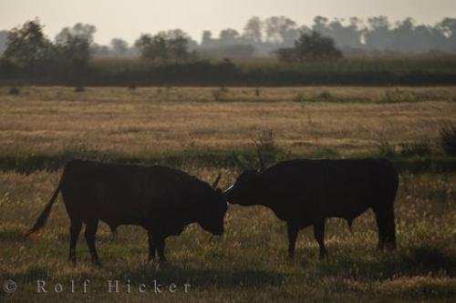 Photo: 
Animals Of The Camargue France
