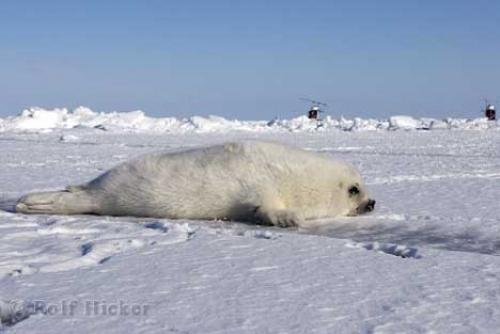 Photo: 
Animals Canada