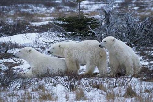 Photo: 
Animals In Winter