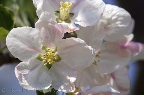 Photo: 
Apricot Blooming Unterinnerhof South Tyrol Italy