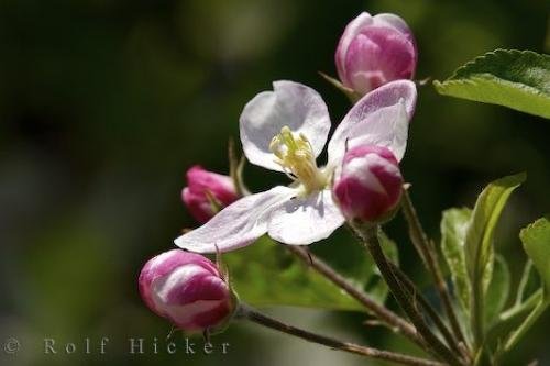 Photo: 
Apricot Buds Beautiful Spring Picture Italy