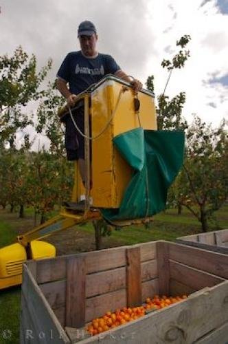 Photo: 
Apricot Picker Central Otago