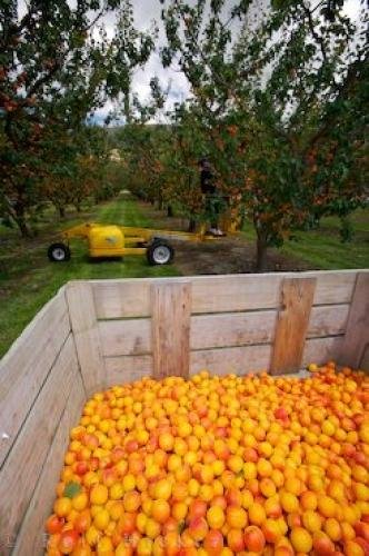 Photo: 
Apricot Shipping Crate Central Otago Orchard