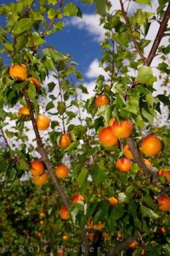 Photo: 
Apricot Tree Roxburgh