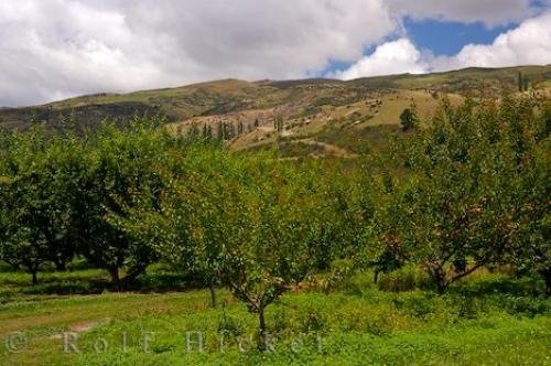 Photo: 
Apricot Trees Orchard Roxburgh Central Otago NZ
