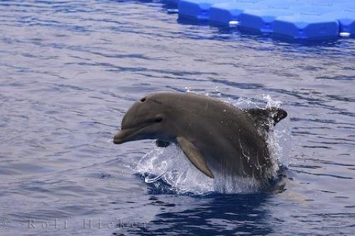 Photo: 
Aquarium Bottlenose Dolphin Valencia Spain