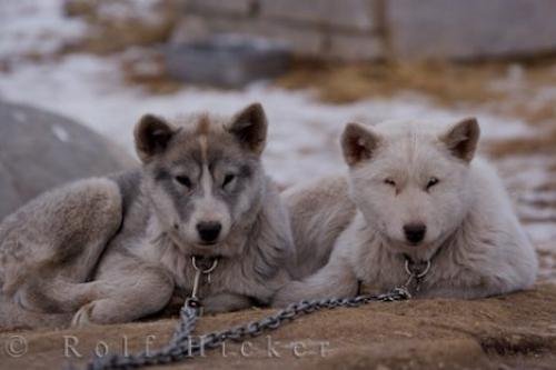 Photo: 
Arctic Dog Breeds Canadian Eskimo Dog Puppies
