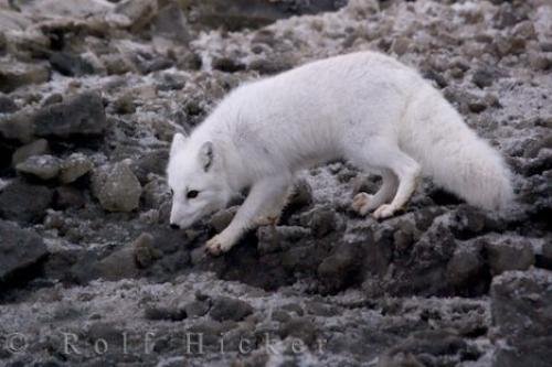 Photo: 
Arctic Fox Beach Foraging Hudson Bay Manitoba