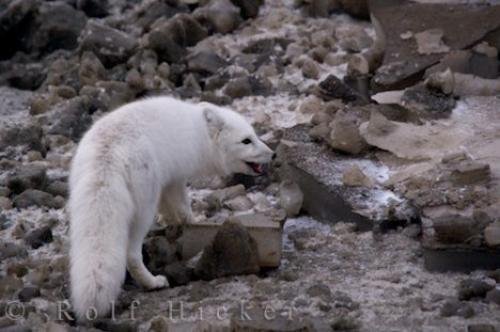 Photo: 
Arctic Fox Winter Foraging Hudson Bay