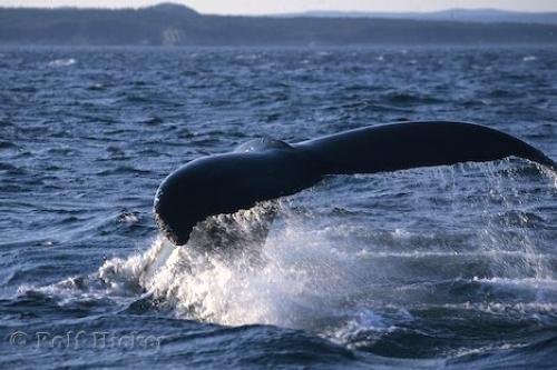 Photo: 
Atlantic Humpback Whale