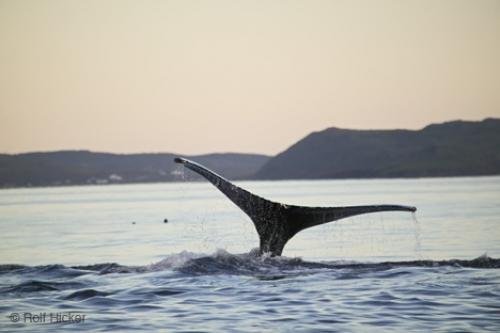 Photo: 
Atlantic Ocean Whale