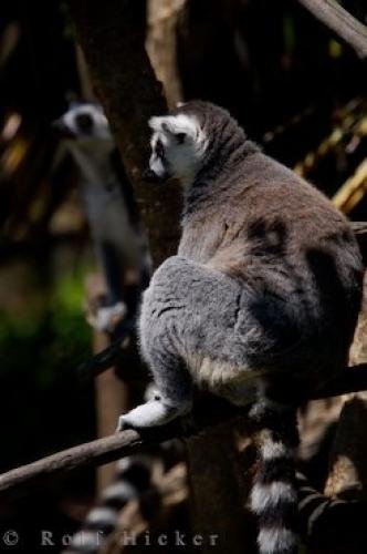 Photo: 
Auckland Zoo Animal Ring Tailed Lemur New Zealand