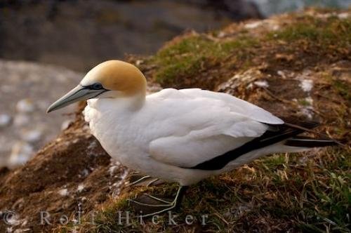 Photo: 
Australasian Gannet Muriwai
