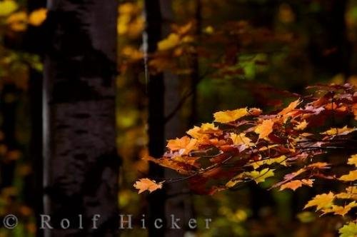 Photo: 
Autumn Beauty Picture Algonquin Provincial Park