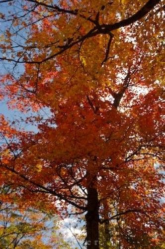 Photo: 
Autumn Blaze Forest Trees