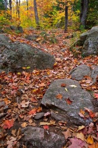 Photo: 
Autumn Scenery Ragged Falls Trail Ontario Canada