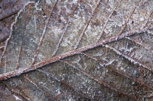 Photo: 
autumn leaf