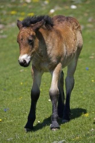 Photo: 
Baby Horse