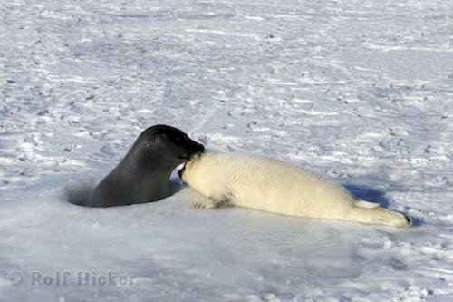 Photo: 
Baby Animals Mother Scenting Seal Pup