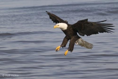 Photo: 
Bald Eagle Photos