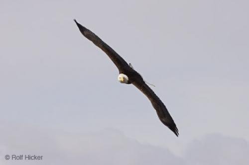Photo: 
Bald Eagle Flying Wide Wingspan