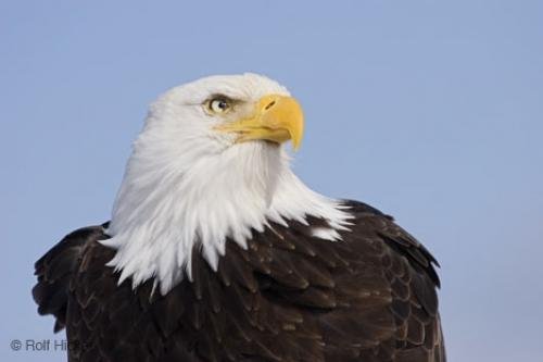 Photo: 
bald eagle head