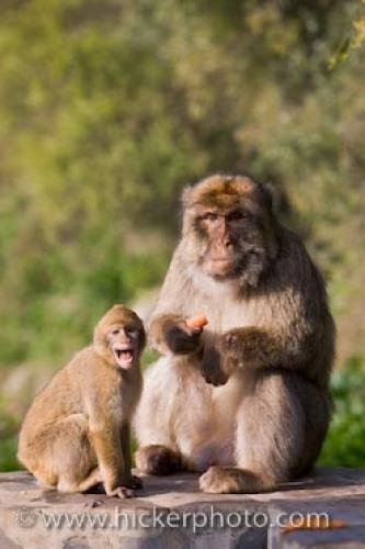 Photo: 
Barbary Macaques Picture Gibraltar Britain