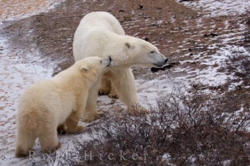 Photo: 
Bear Cub And Mom Churchill Wildlife Management Area
