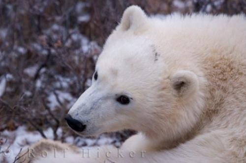 Photo: 
Cute Polar Bear Cub Portrait Picture