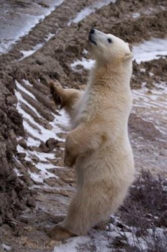 Photo: 
Curious Polar Bear Cub Picture Hudson Bay