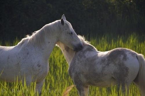 Photo: 
Beautiful Camargue Horses Parc Naturel Regional De Camargue Provence France