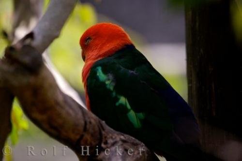 Photo: 
Beautiful Colored Australian King Parrot