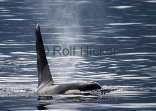 Photo: 
Beautiful Killer Whale Photo