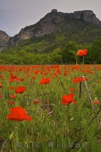 Photo: 
Beautiful Poppies And Scenery Gorges Du Verdon Moustiers Ste Marie Alpes De Haute Provence France