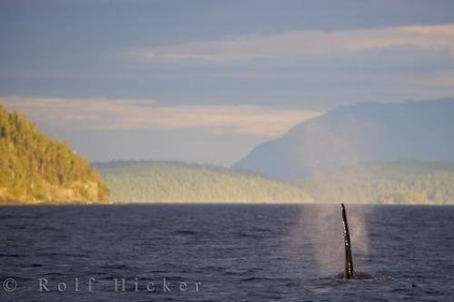 Photo of the beautiful surroundings and the wildlife from the waters off Northern Vancouver Island in British Columbia, Canada. Photo: 
Beautiful Wildlife Surroundings British Columbia Canada