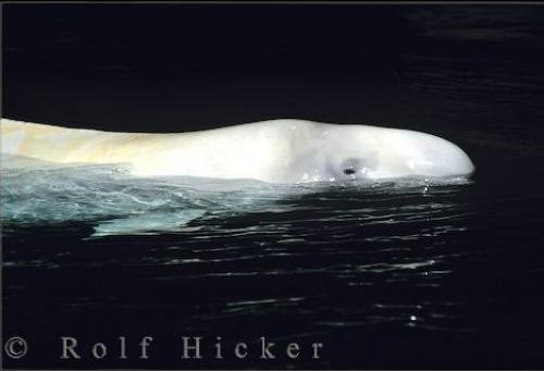 Photo: 
Beluga Whale