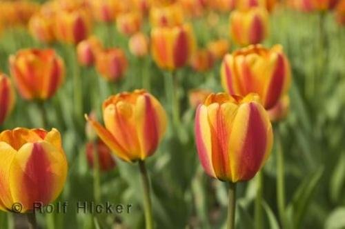 Photo: 
Bicolour Tulips