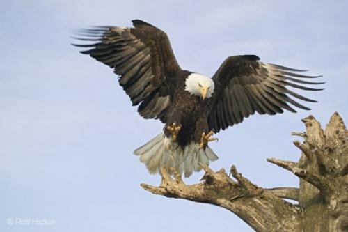 Photo: 
Landing Eagle Big Bird