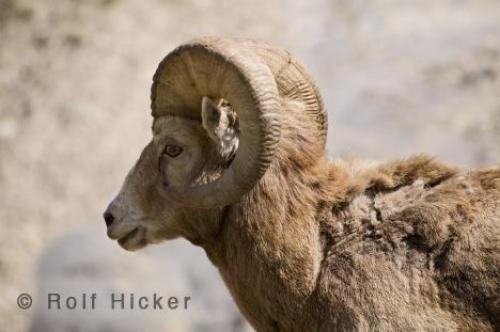Photo: 
Big Horn Sheep