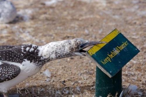 Photo: 
Bird Attack Hawkes Bay
