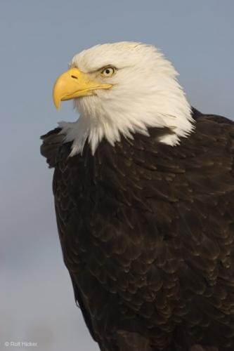 Photo: 
Bald Eagle Portrait Bird Photos