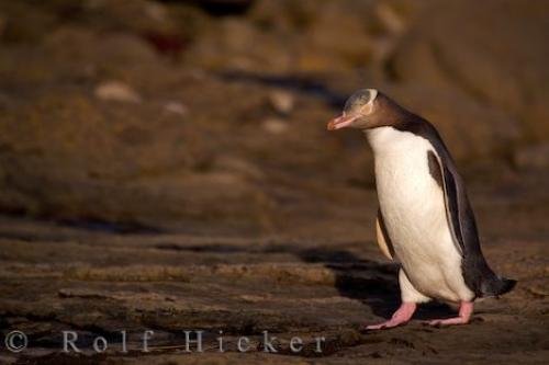 Photo: 
Penguin Bird Watching Sights