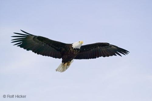 Photo: 
eagle bird