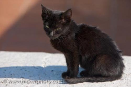 Photo: 
Black Kitten Picture