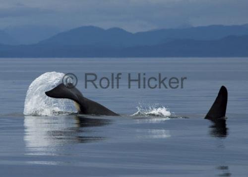 Photo: 
Black Tail