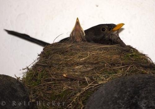Photo: 
Blackbird Bavaria Germany
